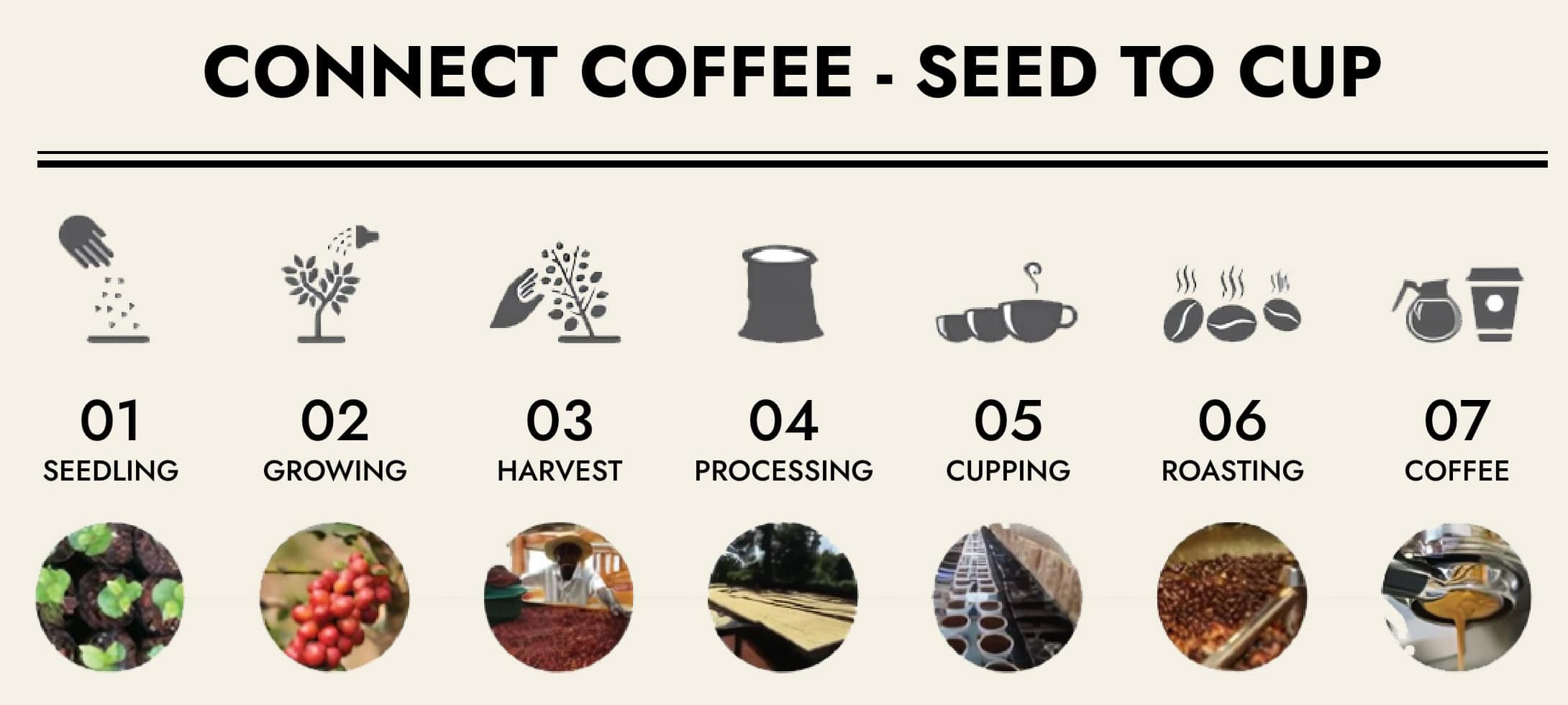 CONNECT COFFEE - SEED TO CUP